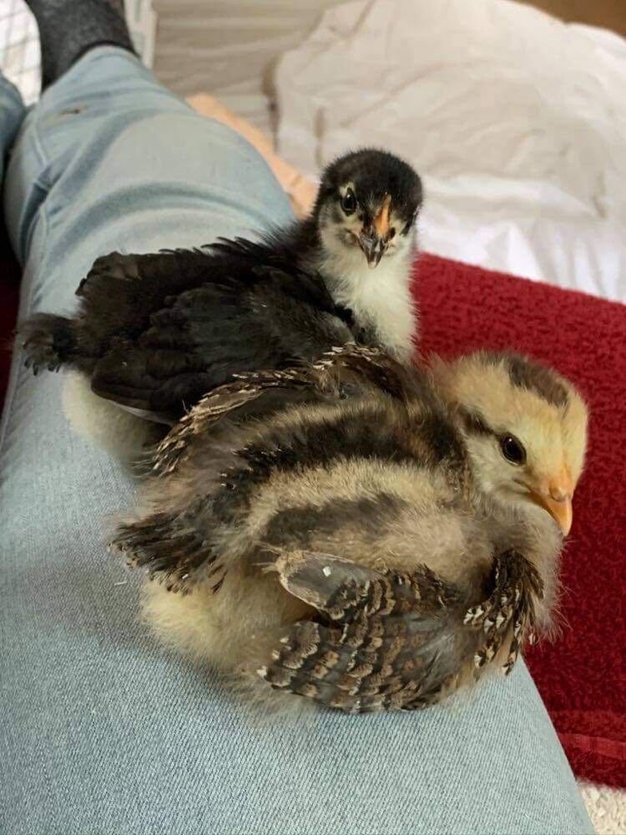 Hannah Morin raised her pet chickens throughout her final quarter at UChicago.