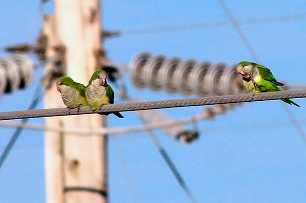 The Quiet Protest of Chicago's Monk Parakeets - Vimarsana News